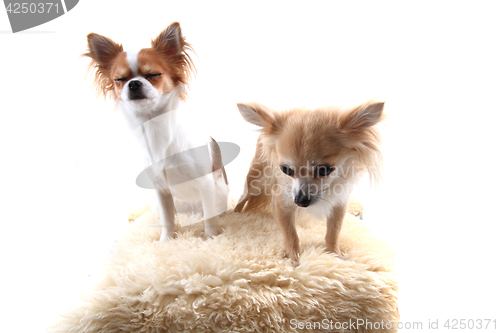 Image of two chihuahua is resting