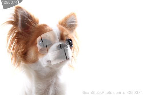 Image of small chihuahua head