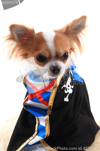 Image of chihuahua as pirate 