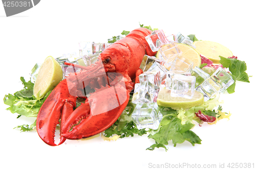 Image of orange lobster isolated