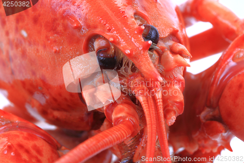 Image of orange lobster head 