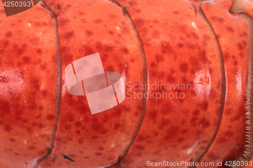 Image of detail of orange lobster