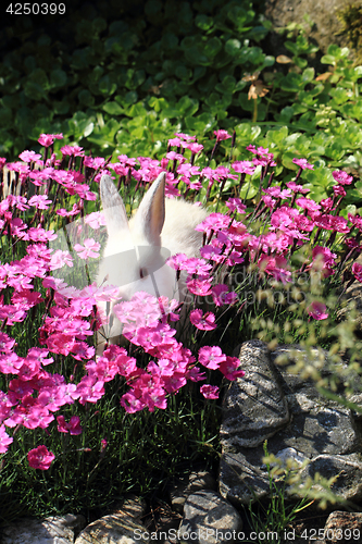 Image of white rabbit grass