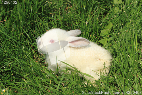 Image of white rabbit grass
