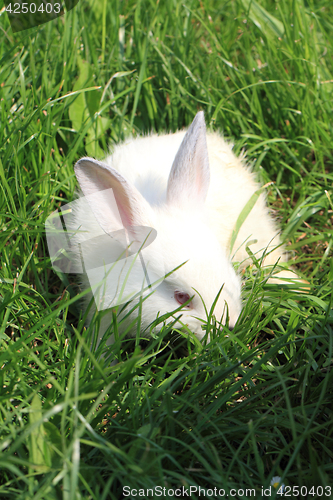 Image of white rabbit grass