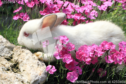 Image of white rabbit grass