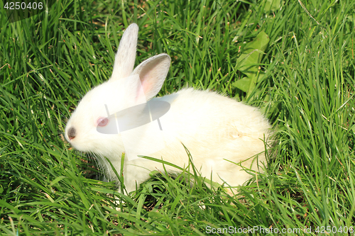 Image of white rabbit grass