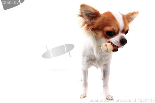 Image of chihuahua and bone