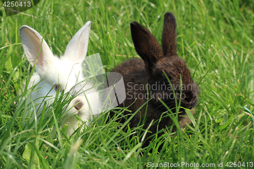 Image of dark and white rabbit grass