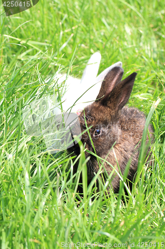 Image of dark and white rabbit grass