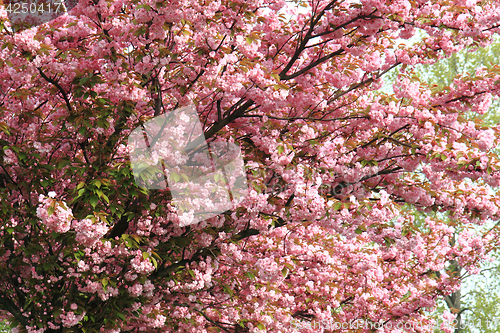 Image of cherry flowers background
