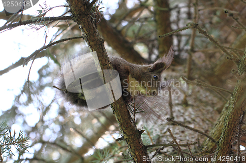Image of squirrel in the tree