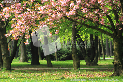 Image of cherry flowers in the park