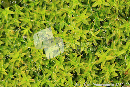 Image of wet moss texture