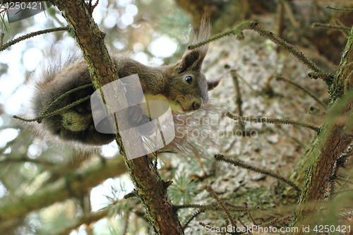 Image of squirrel in the tree