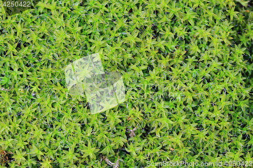 Image of wet moss texture