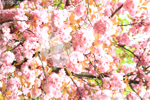 Image of cherry flowers background