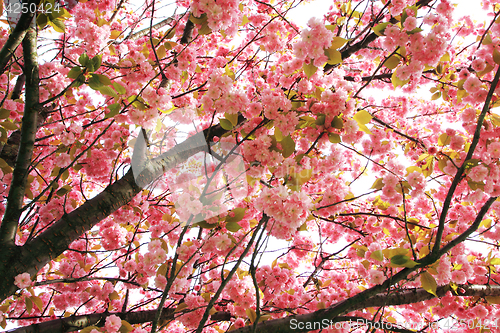 Image of cherry flowers background