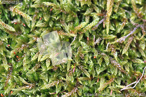 Image of wet moss texture