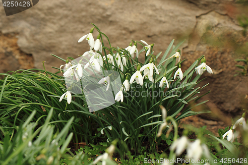 Image of spring snowdrop flowers 