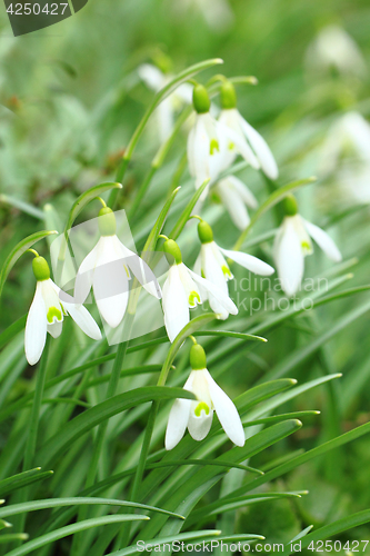 Image of spring snowdrop flowers 