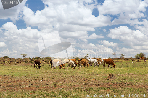 Image of herd of cows grazing in savannah at africa