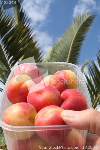 Image of Apricots