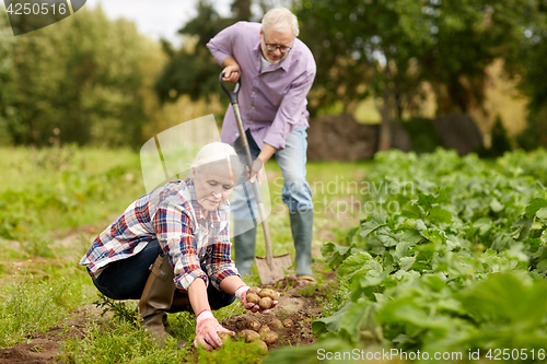 Image of senior couple planting potatoes at garden or farm