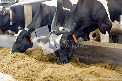 Image of herd of cows eating hay in cowshed on dairy farm