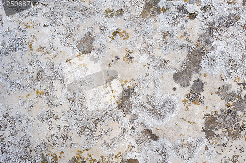 Image of Natural rock with lichen texture