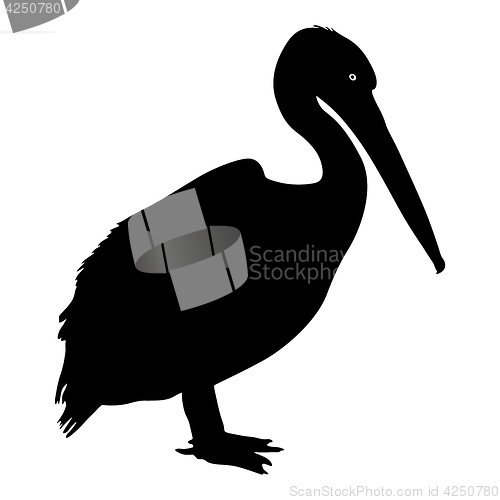 Image of Silhouette bird pelican on a white background