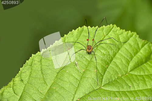 Image of darry long legs