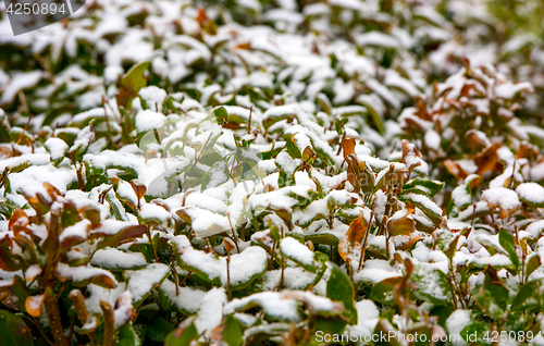 Image of Snow