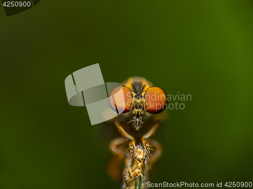 Image of Robbery Fly