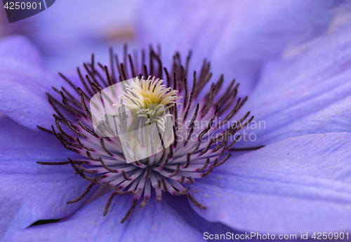 Image of Clematis