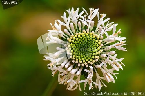 Image of Wild Flower