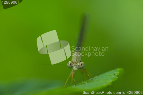 Image of Damselfly