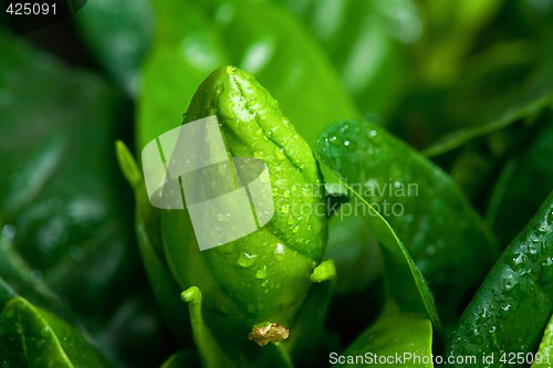 Image of Bud of gardenia flower