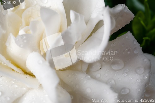 Image of Gardenia flower