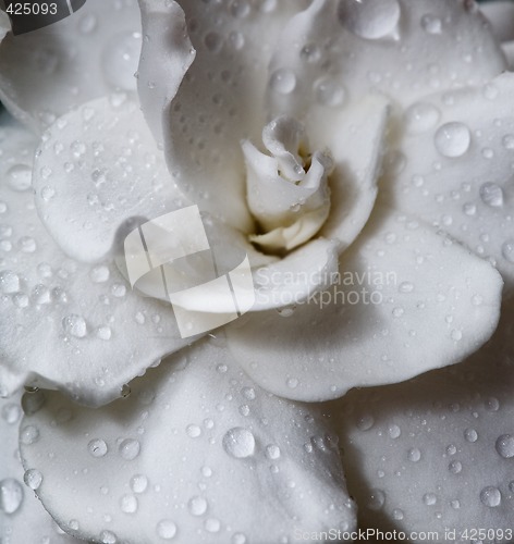 Image of Gardenia flower