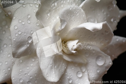 Image of Gardenia flower