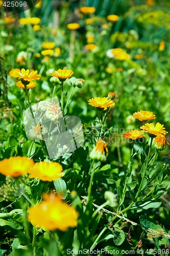 Image of Calendula.