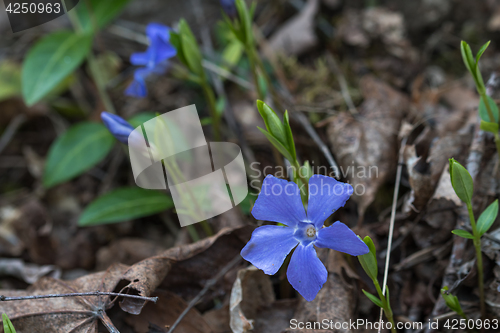 Image of Single blue flower close up