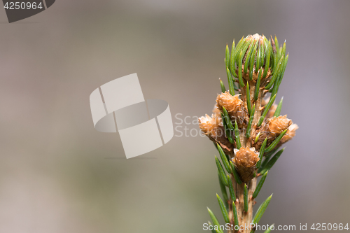 Image of Spruce top with sprouts