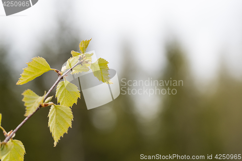 Image of Birch leaves by springtime