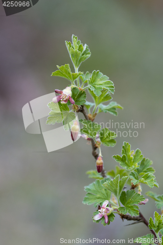 Image of Branch with gooseberry flowers