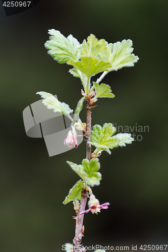 Image of Gooseberry twig with flowers