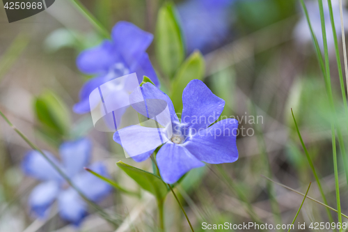 Image of Blue flower closeup