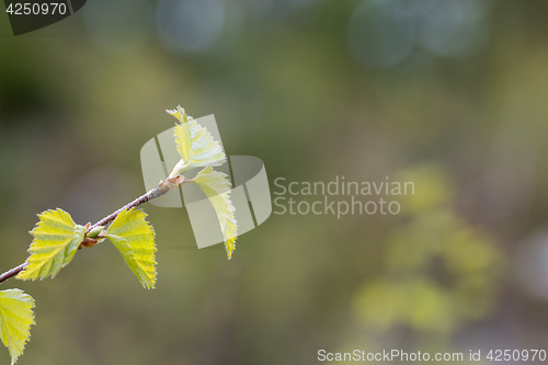 Image of Green springtime leaves