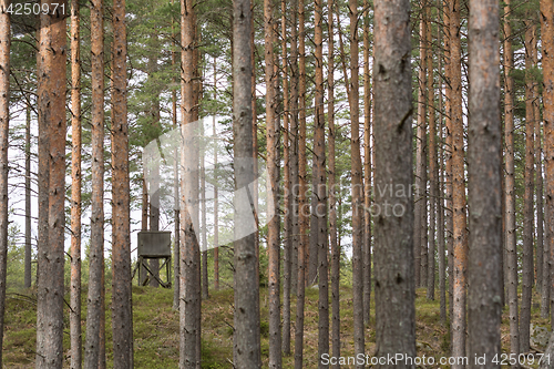 Image of Hunting tower among tree trunks